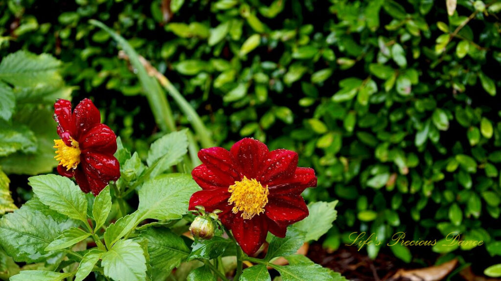 Red garden dahlia in full bloom. Rain drops glistening on its petals.