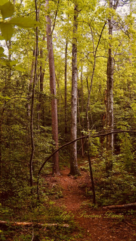 A nature trail leading through a forest at Oconee Station.