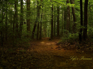 A nature trail leading through a forest at Oconee Station.