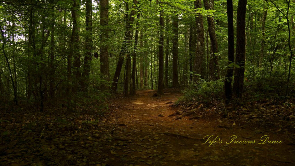 A nature trail leading through a forest at Oconee Station.