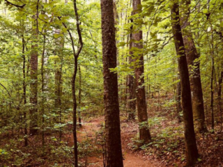 A nature trail leading through a forest at Oconee Station.