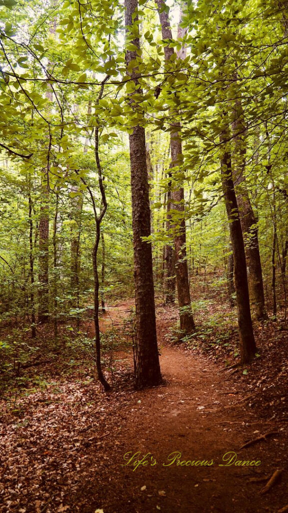 A nature trail leading through a forest at Oconee Station.