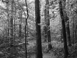 Black and white of a trail leading through a forest at Oconee Station.
