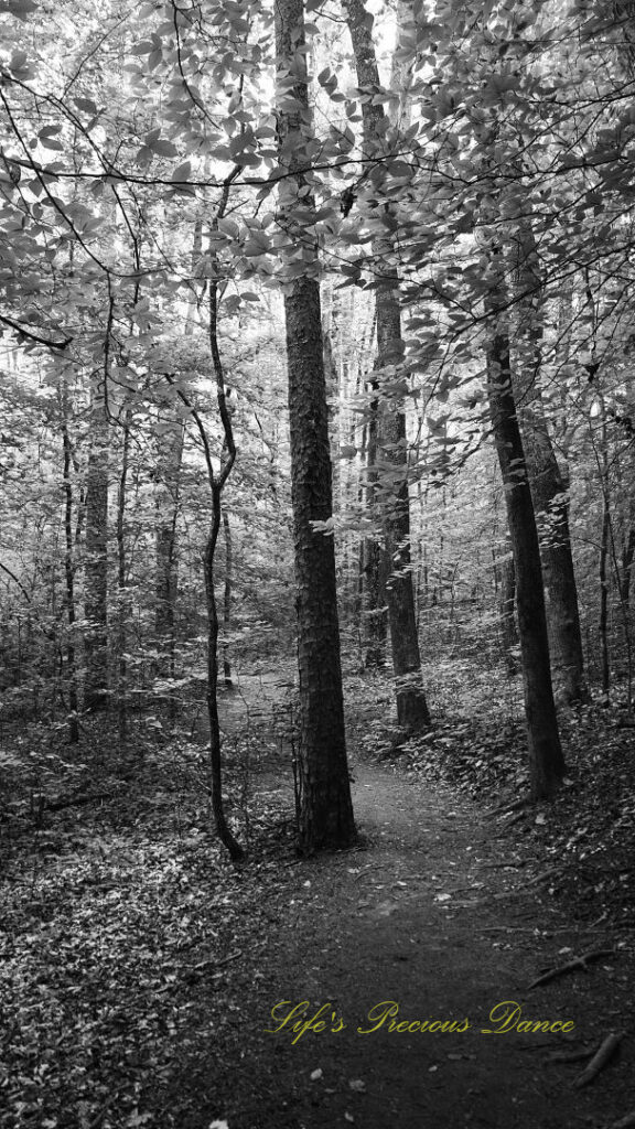 Black and white of a trail leading through a forest at Oconee Station.