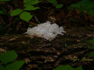 White fungi growing on a downed tree.