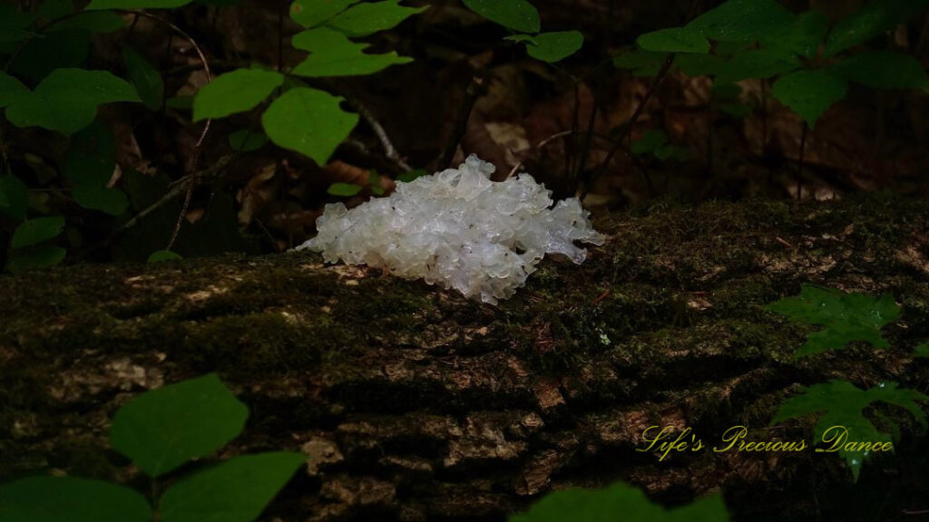 White fungi growing on a downed tree.