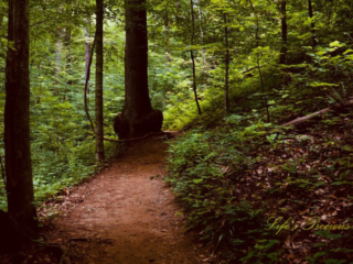 Nature trail, surrounded by trees, leading to Station Cove Falls.