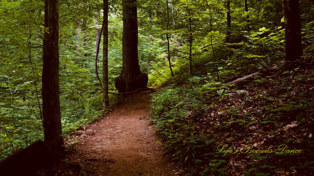 Nature trail, surrounded by trees, leading to Station Cove Falls.