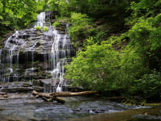 Station Cove Falls spilling down the moss covered rock face into a stream below. Downed trees in the foreground.