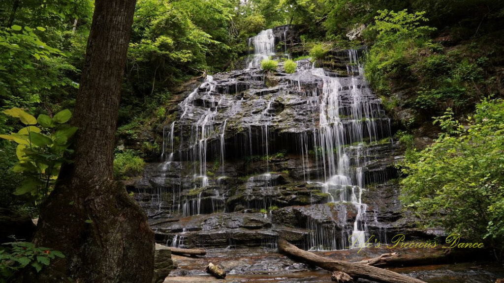 Station Cove Falls spilling down the moss covered rock face into a stream below. Downed trees in the foreground.