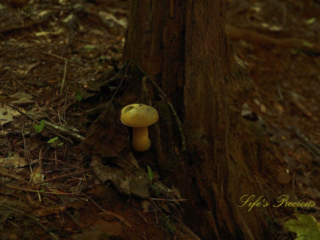 Boletes mushroom growing out of the stump of a tree.