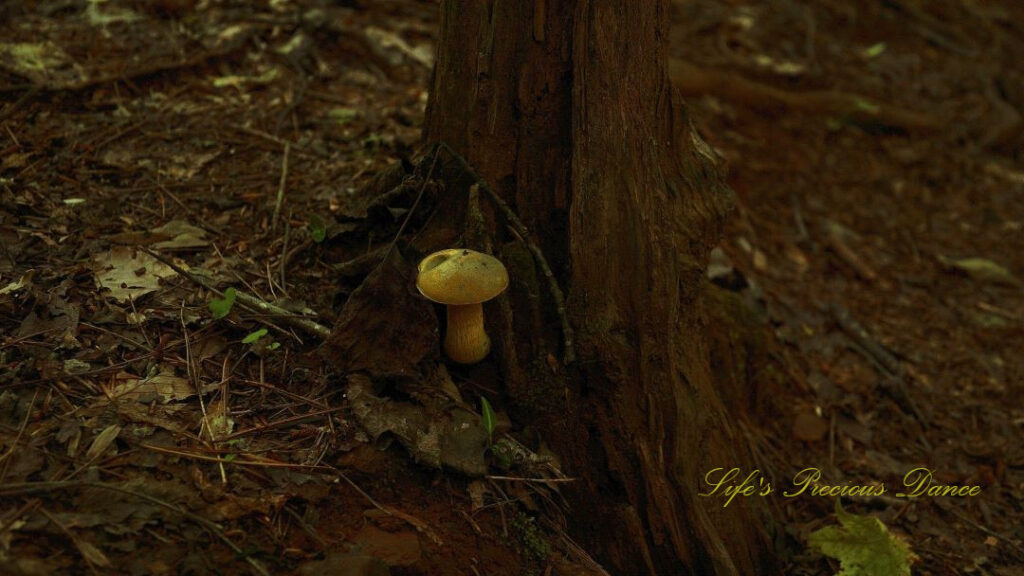 Boletes mushroom growing out of the stump of a tree.