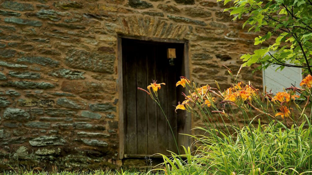 Daylilies in bloom. The rear of a stone blockhouse in the background.