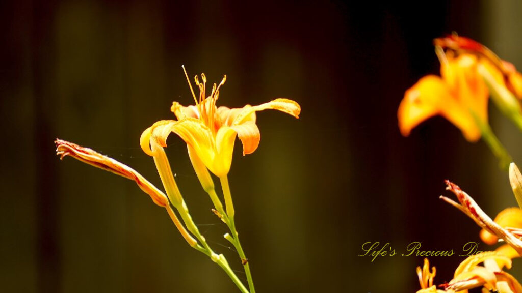 Close up of a yellow daylily in full bloom.