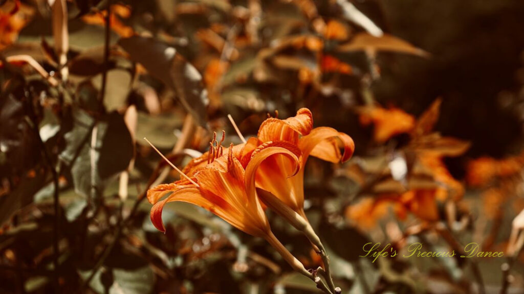 Orange day lilies in full bloom.