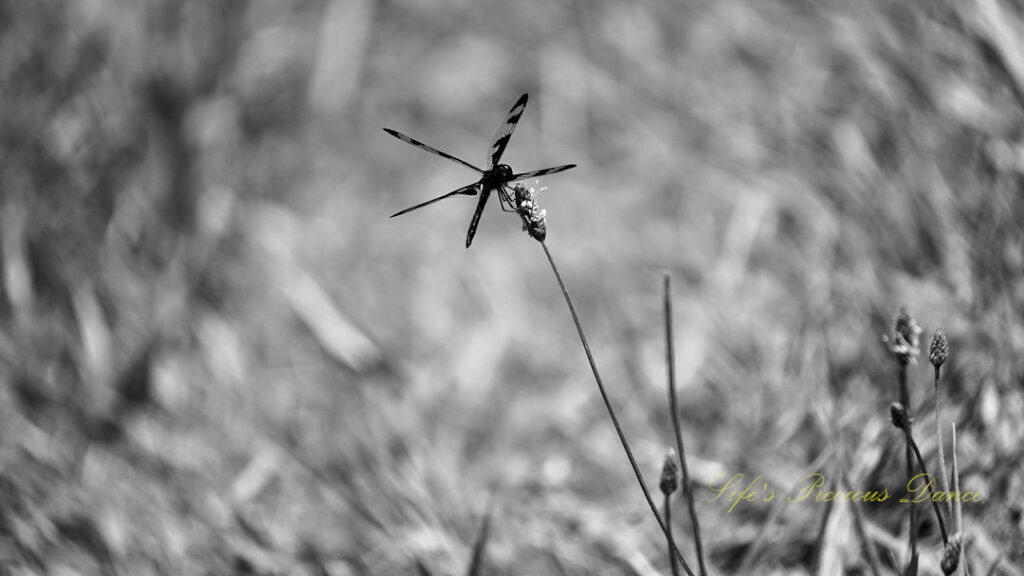 Black and white of a dragonfly atop a blade of grass, going to seed, feeding.