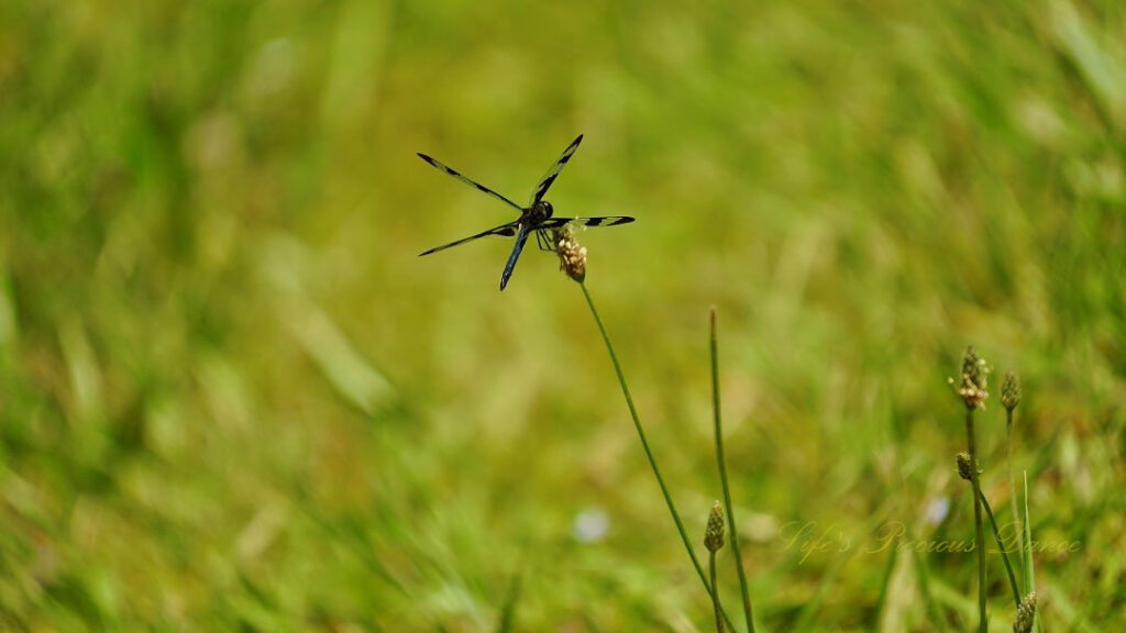 Dragonfly atop a blade of grass, going to seed, feeding.