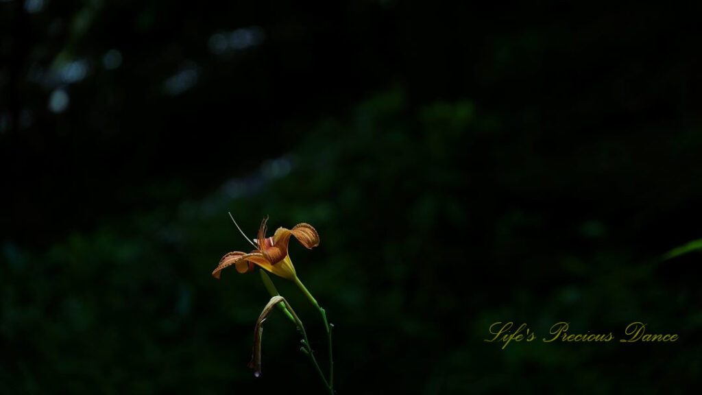 Orange daylily highlighted against a shadowed background.