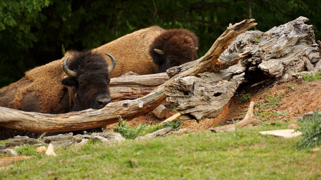 Two bison resting on ground in front of a downed tree.