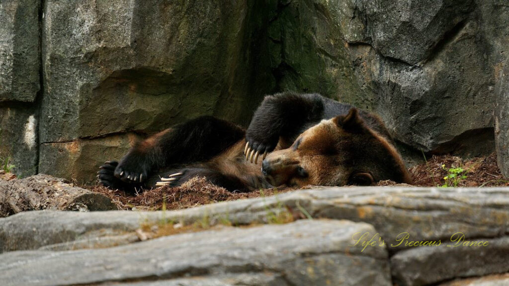 Grizzly bear resting on a rock shelf with claws extended.