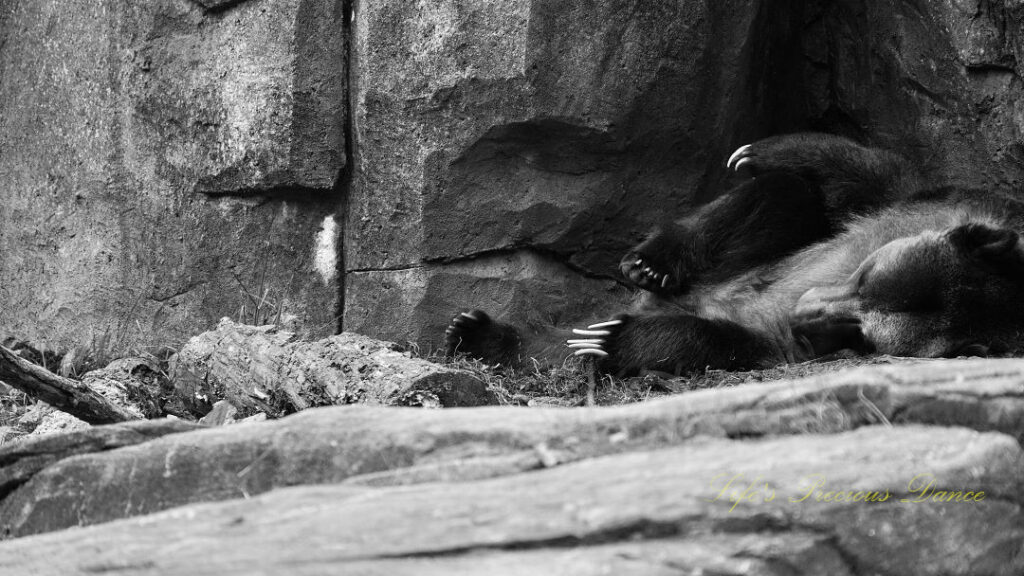 Black and white of a grizzly bear resting on a rock shelf with claws extended.