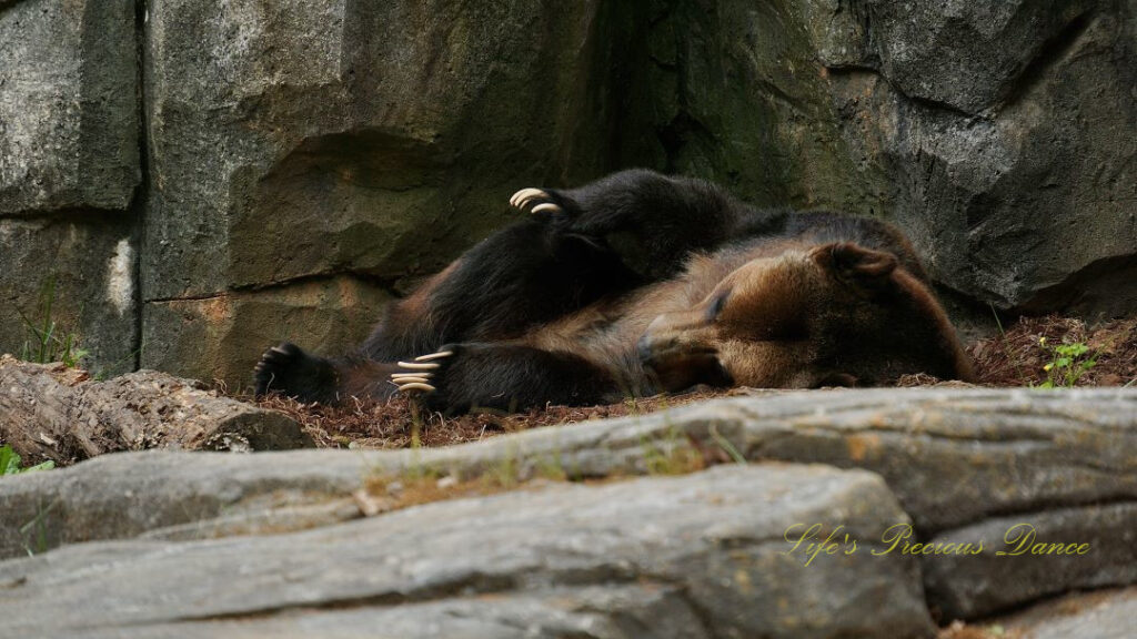 Grizzly bear resting on a rock shelf with claws extended.