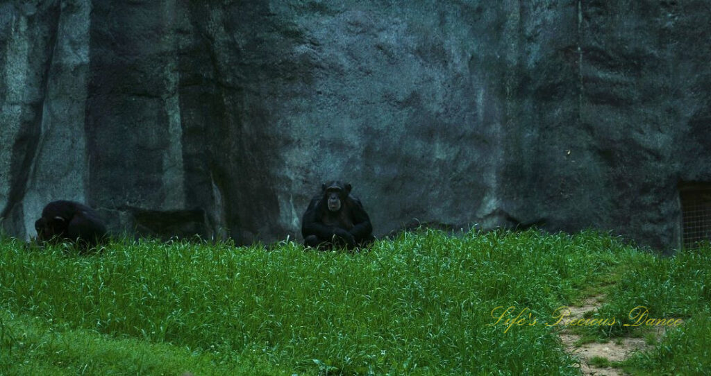 Ape resting in a field. Rockface in the background.