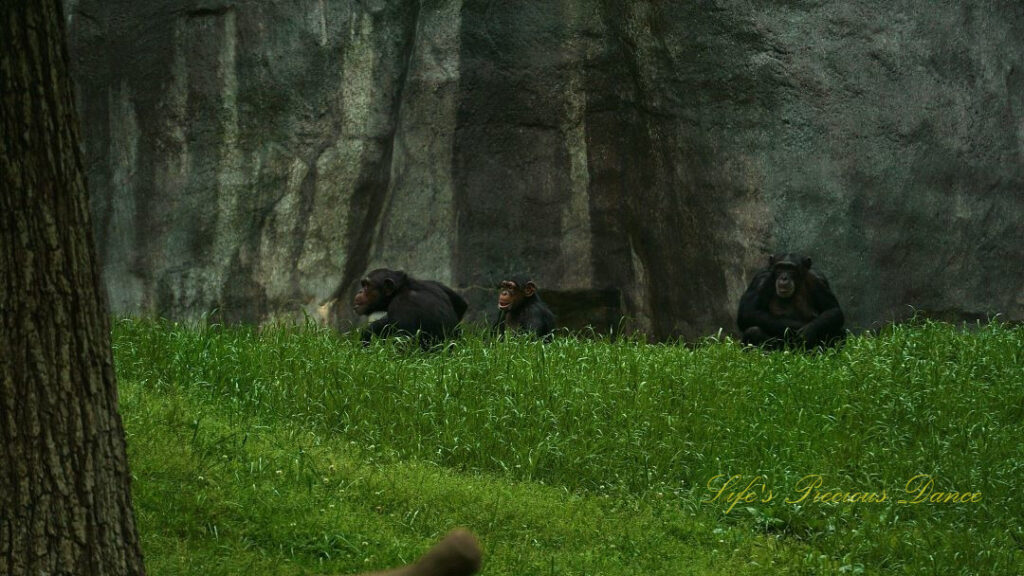 Three apes in a field. A rockface in the background.