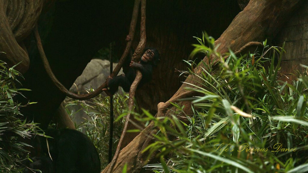 Baby ape swinging from a vine.