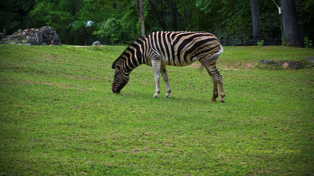 Zebra grazing in an enclosure.