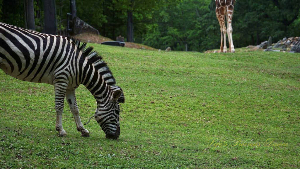 Zebra grazing in an enclosure, A giraffe in the background.