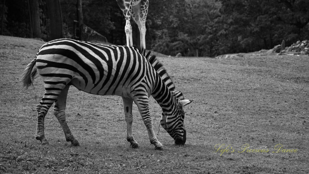 Black and white of a zebra grazing in an enclosure, A giraffe in the background.