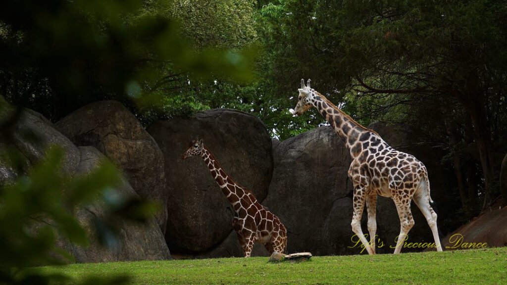 Giraffes walking in an enclosure, Boulders in the background.