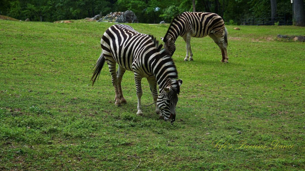 Two zebras grazing in an enclosure.