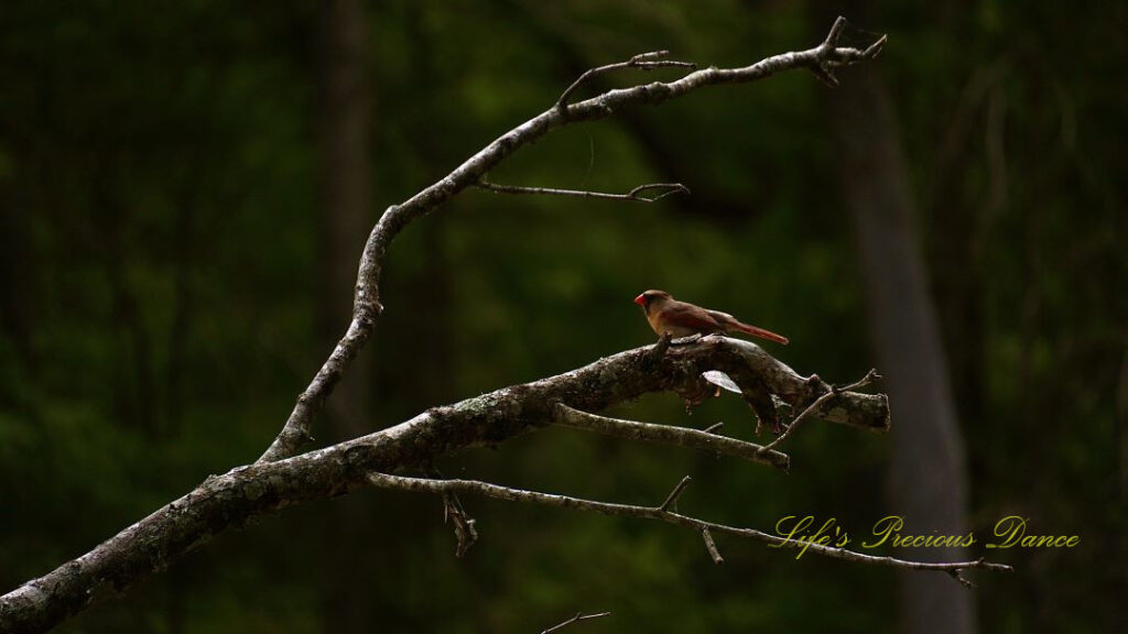 Female cardinal perched on a limb.