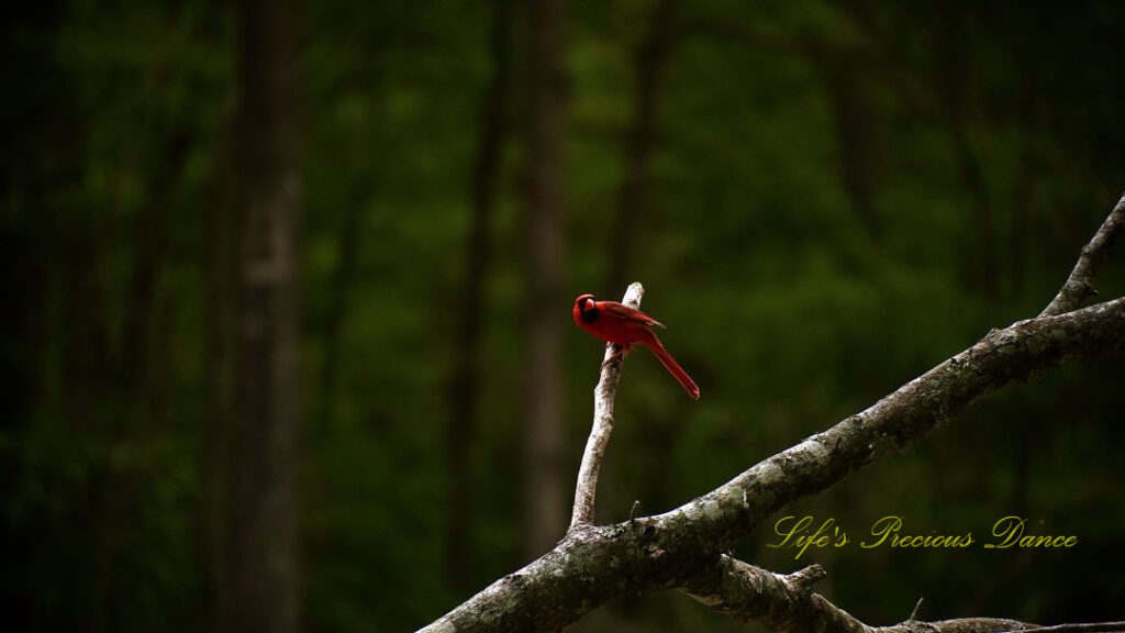 Male cardinal perched on a limb.