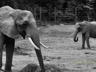 Black and white of two elephants grazing in a zoo enclosure.