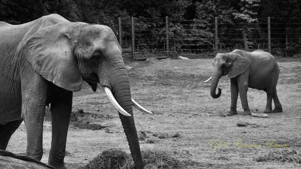 Black and white of two elephants grazing in a zoo enclosure.