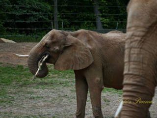 Elephant chewing on a stick. The head and trunk of another in the foreground to the right.