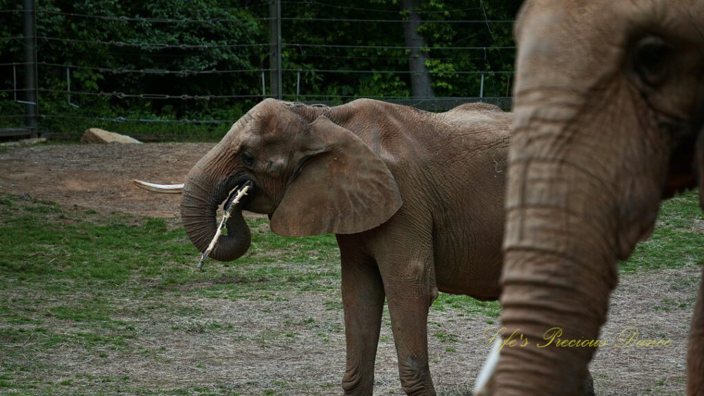 Elephant chewing on a stick. The head and trunk of another in the foreground to the right.