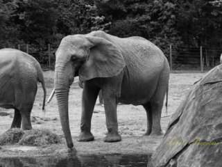 Black and white close up of an elephant in front of a pond. A boulder to the right.