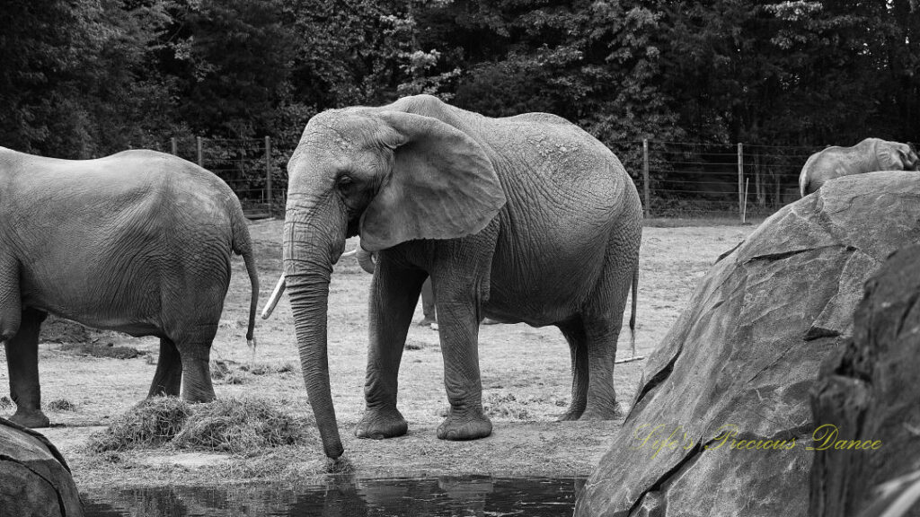 Black and white close up of an elephant in front of a pond. A boulder to the right.