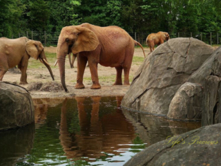 Elephant in front of a pond surrounded by boulders, reflecting on the water's surface. Two others in the background
