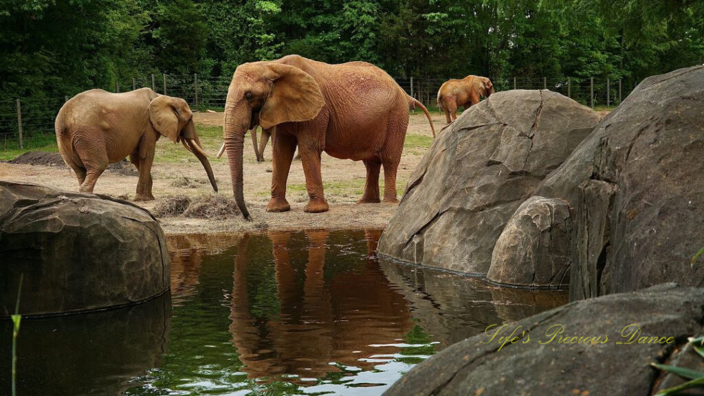 Elephant in front of a pond surrounded by boulders, reflecting on the water&#039;s surface. Two others in the background