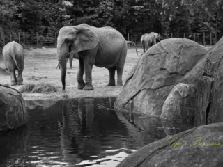 Black and white of an elephant in front of a pond surrounded by boulders, reflecting on the waters surface.