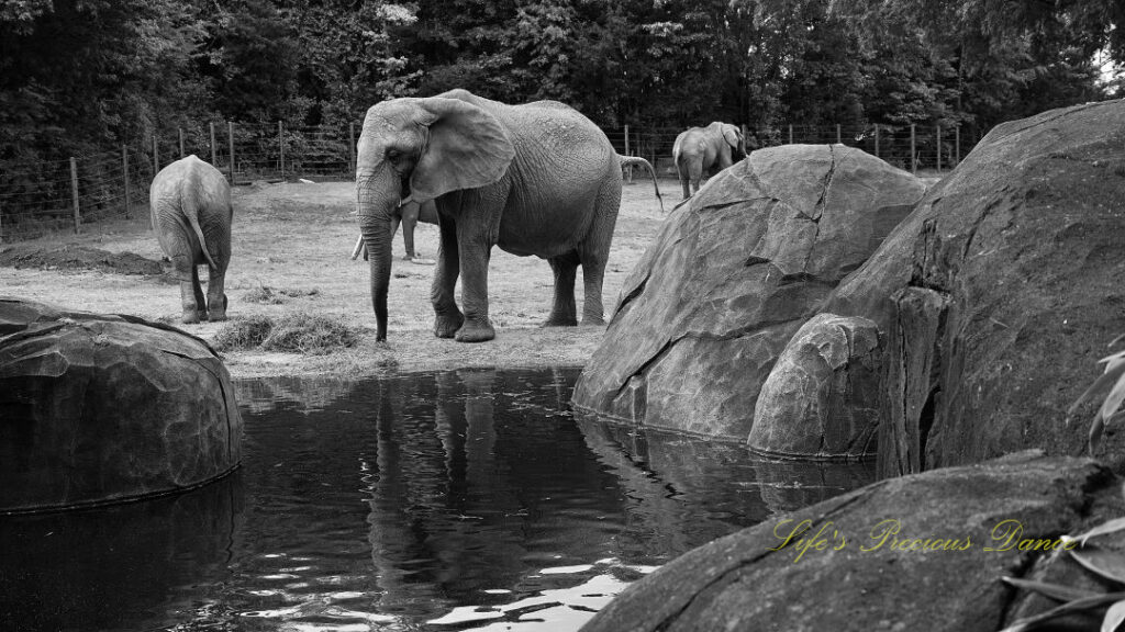 Black and white of an elephant in front of a pond surrounded by boulders, reflecting on the waters surface.