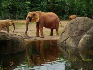 Elephant in front of a pond surrounded by boulders, reflecting on the water's surface. Two others in the background