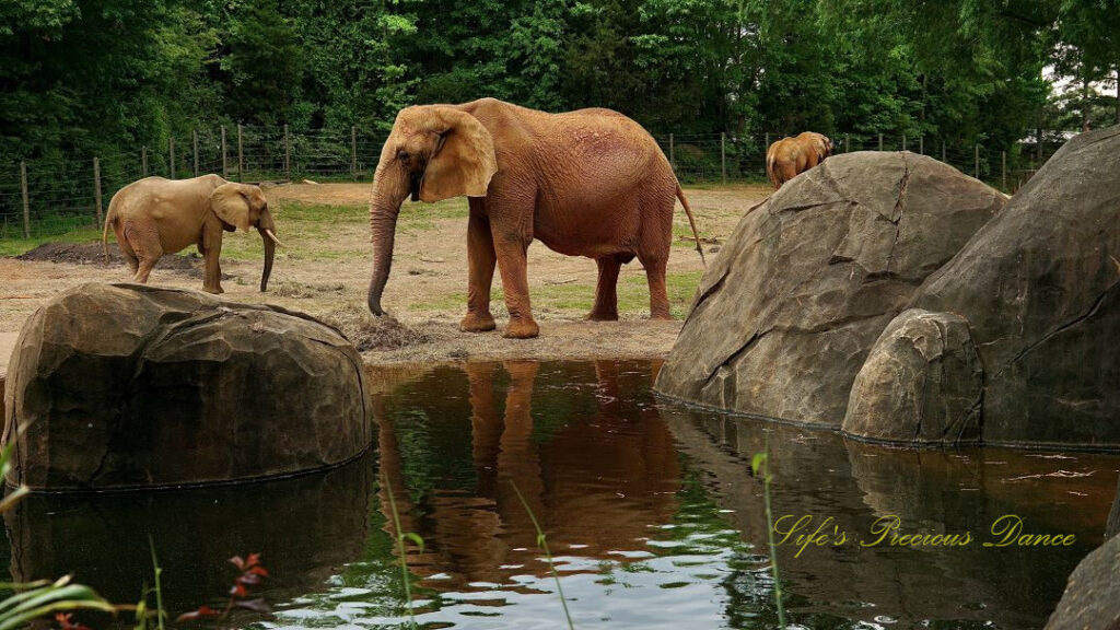 Elephant in front of a pond surrounded by boulders, reflecting on the water&#039;s surface. Two others in the background