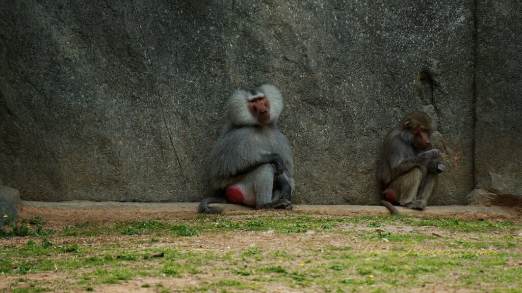 Two baboons resting against a rockwall.