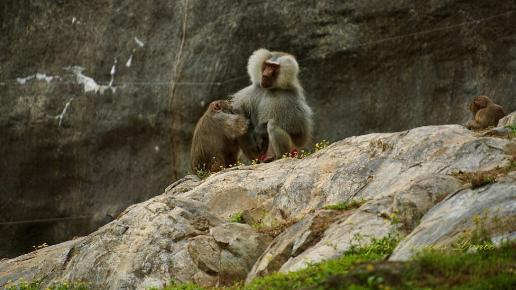 An adult male and two young baboons perched atop a boulder.